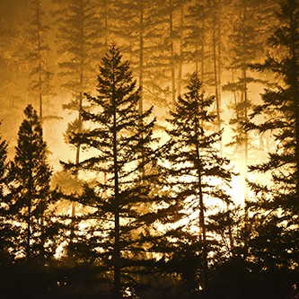Forest and flames